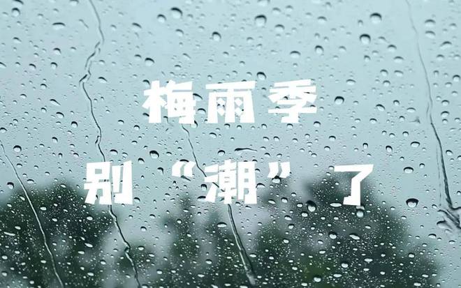 丨今日“入梅”：茶叶这样放才不会“发霉”！AG真人游戏平台入口2024年上海茶博